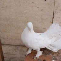 کفتر دم چتری