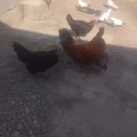 مرغ