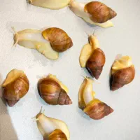 حلزون آچاتینا