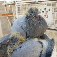 جوجه کفتر