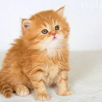 گربه بریتیش گارفیلدی