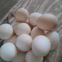 تخم مرغ محل اصل وشرط