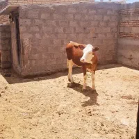 سه راس گوساله سمینتال شرابی ماده