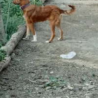 سگ نگهبان ۴ماهه