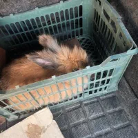 خرگوش نژاد دار