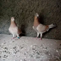 کبوتر جفت کرم دوخط
