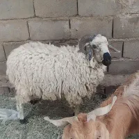 بره نر