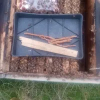 زنبور عسل ۸و۹