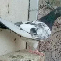 کفترماده پاکستانی
