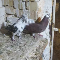 کفتر پرشی ابلغ سرور