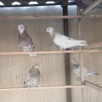 کبوتر سرول پرشی به شرط
