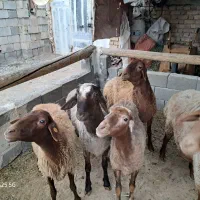 گوسفند همو هترو