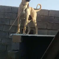 واگذاری نر سراب