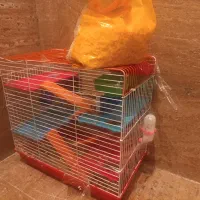 یک جفت همستر با قفس