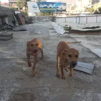 یک جفت پیتبول نر و ماده