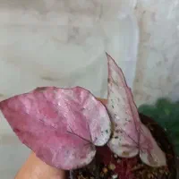 گل و گیاه طبیعی بگونبا