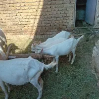 پنج عدد بز سالن