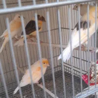 قناری وعروس هلندی