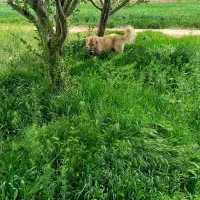 سگ سرابی|سگ|کبودرآهنگ, |دیوار
