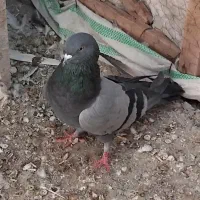 کبوتر پرشی گرو ب شرط