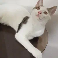 واگذاری گربه نژاددار ماده خانگی خوشگل زیبا و بانمک