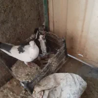 قارقا