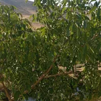 زمین-کشاورزی-دیم-وآبی-به-فروش-میرسه