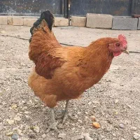 مرغ محلی  فروش فوری