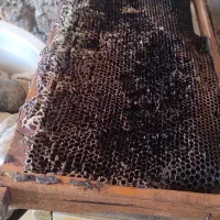 کندو طبق پوکه