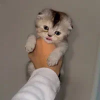 گربه اسکاتیش