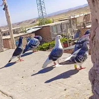 کبوتر پرشی. کفتر