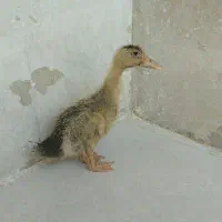 جوجه اردک