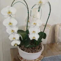 گل ارکیده طبیعی