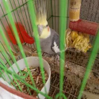 عروس نر