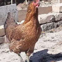 فریک جوان و خروس