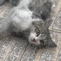 گربه گم شده طوسی محدوده خیابان جمهوری