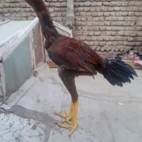 خروس لاری