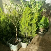 ارایه نهال گلدانی