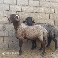 سه عدد قوچ افشاری