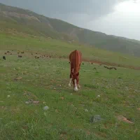 اسب|حیوانات مزرعه|قلقل رود, |دیوار