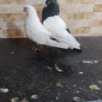 جفت