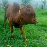 ورزا کوله چالوسی