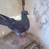 کبوتر