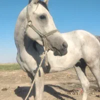 اسب نژاد عرب