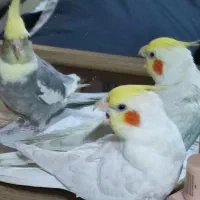 دو جفت عروس هلندی نر ماده کاملا دستی
