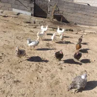 مرغ گلین