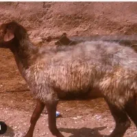 میش دو دندان  فروشی