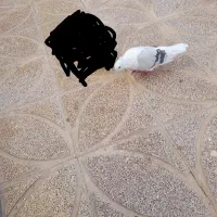 کبوتر