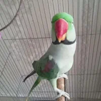 شاه طوطی ،دستی وسخنگو