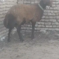 قوچ هترو